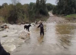 Χαλκιδική: Επιχείρηση διάσωσης δύο τσομπανόσκυλων από τον Ολύνθιο ποταμό (βίντεο)