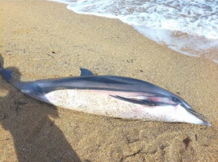 Νεκρό δελφίνι στην Κομίτσα